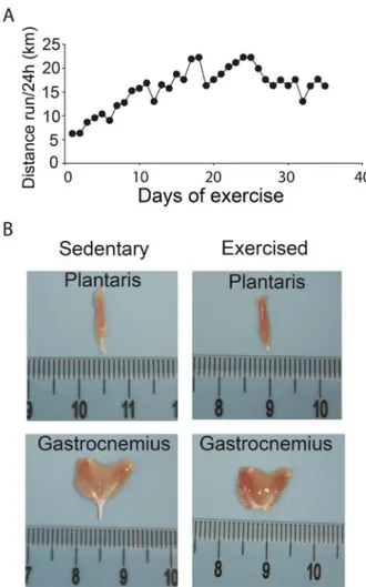 Figure 2. Total distance run per day, starting at B10 weeks of age (A). Plantaris and gastrocnemius muscles from a sedentary mouse (left) and an exercised mouse, right (B)