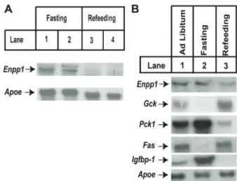 Figure 2A shows that the treatments of insulin and insulin combined with T3 for 6 h signiﬁcantly reduced the Enpp1 expression whereas T3 alone did not affect its expression