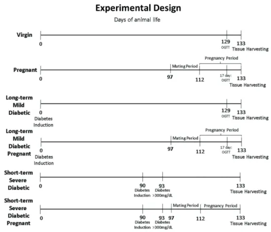 Figure 1. Experimental design. OGTT: oral glucose tolerance test.