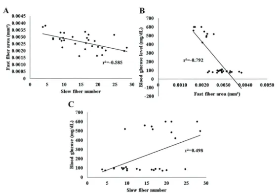 Figure 6. Pearson’s correlation for fast ﬁber area and slow ﬁber number (A), fast ﬁber area and blood glucose level (B), and slow ﬁber number and blood glucose level (C).