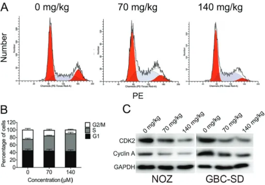 Figure 2. Tea polyphenols (TPs) induce S phase arrest in gall bladder (GBC) cells. A, B, NOZ cells without or with different TP treatment were subjected to cell cycle analysis by ﬂ ow cytometry