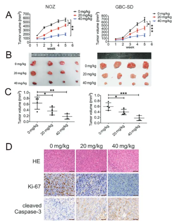 Figure 4. Tea polyphenols (TPs) effect on tumor growth in a xenograft model of gallbladder cancer (GBC)