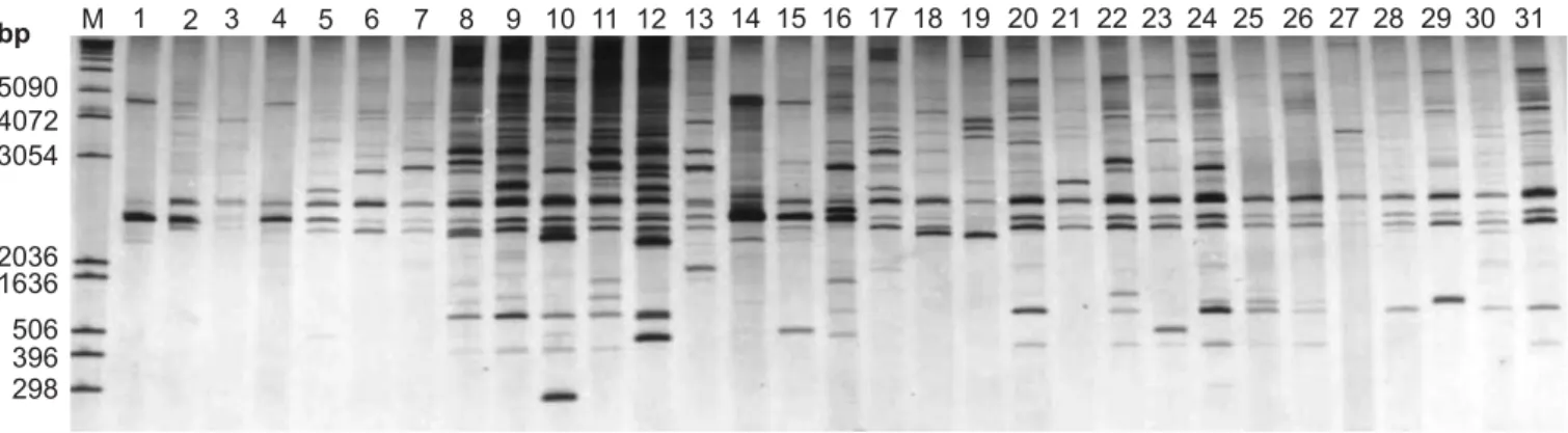 Fig. 1 shows an example of the banding patterns obtained for some strains tested using the OPA10 primer