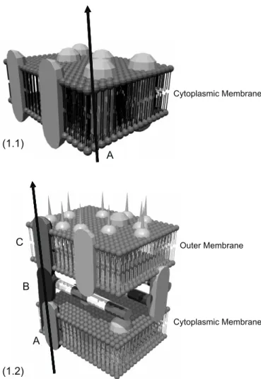 Fig. 1 depicts models of multidrug efflux systems in Gram- Gram-negative and in Gram-positive bacteria.
