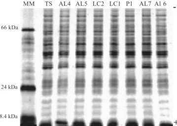 Figure 1.  Electrophoregram of whole-cell protein profiles of C.