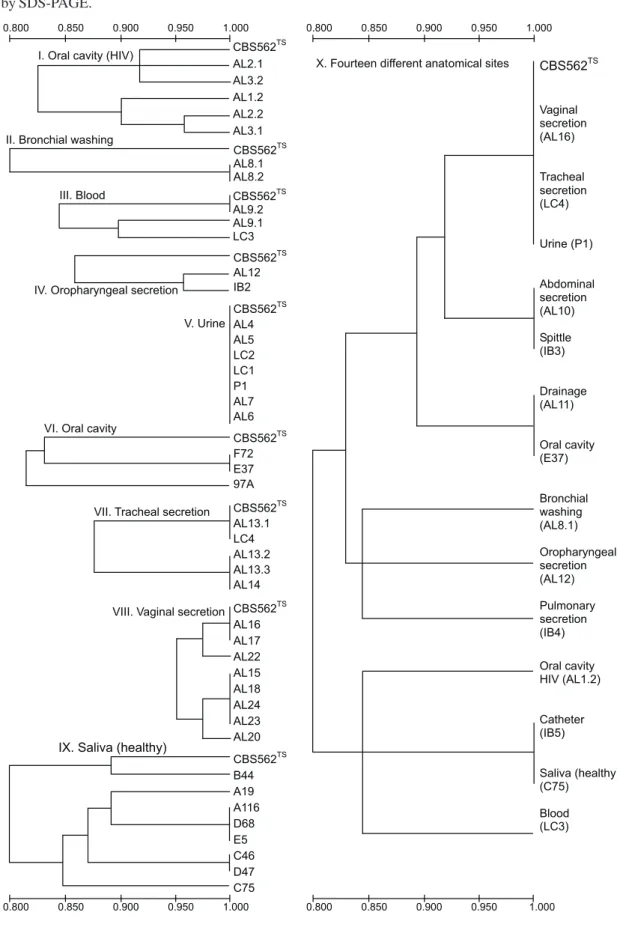 Figure 2. UPGMA dendrograms. Relationship among C. albicans subtypes isolated from several human anatomical sites, based on their protein profiles by SDS-PAGE.