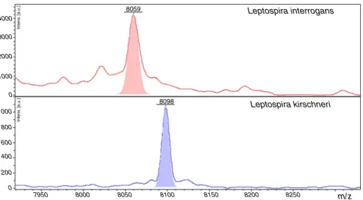 Fig. 5 – Representative spectra of Leptospira interrogans and Leptospira kirschineri. The representative peaks that allow differentiation of the strains in the spectra are showed, in red for L