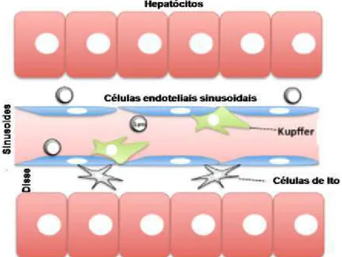 Figura 1: Organização interna de um lóbulo hepático. Entre as placas de hepatócitos contêm capilares  denominados  de  sinusoides  hepáticos  que  são  compostos  por  células  endoteliais  fenestradas