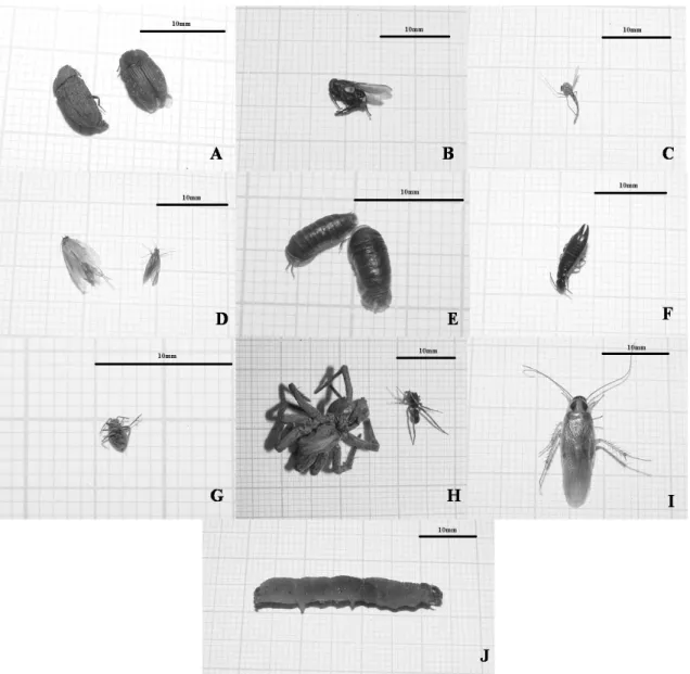 Figura  16:  Invertebrados  capturados  com  armadilha  pitfall  na  área  1.  A)  Coleoptera,     B) Muscidae; C) Diptera; D) Lepidoptera;E) Isopoda; F) Dermaptera;  G) Hemiptero fitofago; 