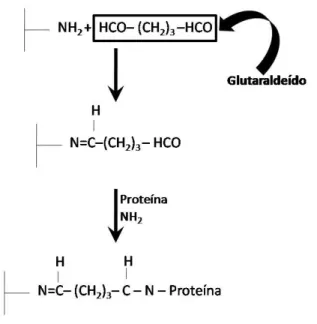 Figura 2.8 – Mecanismo de reação de   com glutaraldeído (WANG, 1976)  Como desvantagem do método está à necessidade de grande quantidade de enzima,  resultando em baixas retenções da atividade e baixa estabilidade mecânica, o que dificulta sua  aplicação  