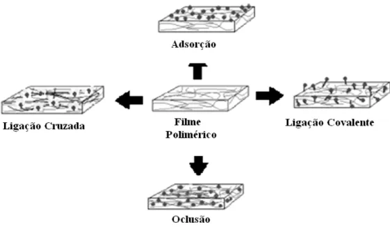 Figura 8 – Métodos de imobilização de biomoléculas em filmes poliméricos. 