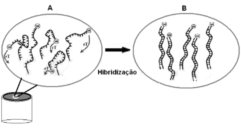 Figura 9 - Esquema da hibridização. A representa a imobilização da fita simples; B  representa a formação da fita dupla de DNA na superfície do EQM
