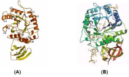 Figura  2.3:  Vista  tridimensional  das  fitas-modelo  das  α-galactosidases  de  arroz  (A)  e  da  Trichoderma reesei (B) complexadas com D-galactose