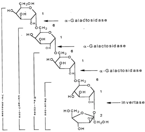 Figura 2.9: Galacto-oligossacarídeos e sítios de clivagem para as enzimas hidrolíticas  invertase e α-galactosidase (Retirado de REZENDE , 1998)