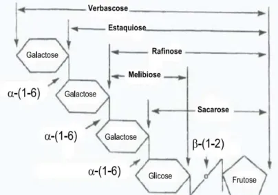 Figura 3.1  –  Diferentes substratos da  α -galactosidase contendo ligações galactos e α -1,6