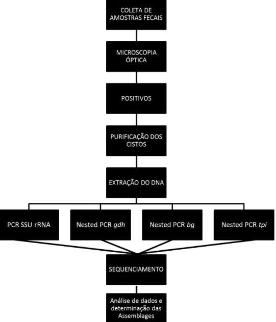 Figura 1. Diagrama esquemático do fluxograma de etapas do estudo. 