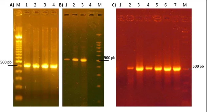Figura 2. Análise da nested PCR baseado na amplificação do gene tpi (A), gdh (B) e bg (C)  de  Giardia  duodenalis