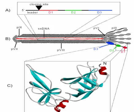 Figura 1: Fago filamentoso. A) Composição do gene III, mostrando o sítio de clonagem para  introdução do gene adicional; B) Partícula viral com as proteínas pIII, pVI, pVII, pVIII e PIX; C)  Cristalografia  dos  domínio  D1  e  D2  da  proteína  III  (97),