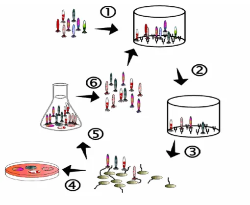 Figura 2: Esquema representativo do processo de “Biopanning”. 1) Incubação da biblioteca de  fagos com o alvo imobilizado; 2) Retirada dos fagos não ligados por lavagens sucessivas; 3)  Eluíção dos fagos ligados e infecção de  E