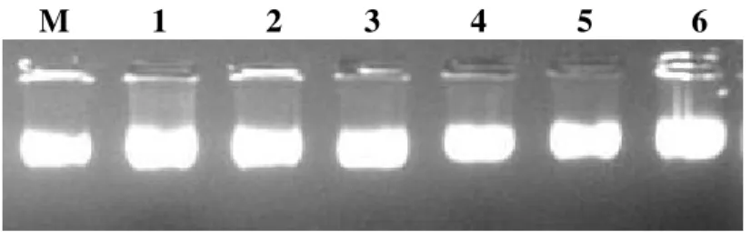 Figura  1:  Gel  de  agarose  1%  corado  com  brometo  de  etídeo,  contendo:  M:  DNA  de  fago  M13  padrão contendo 400ng de DNA (Pharmacia)