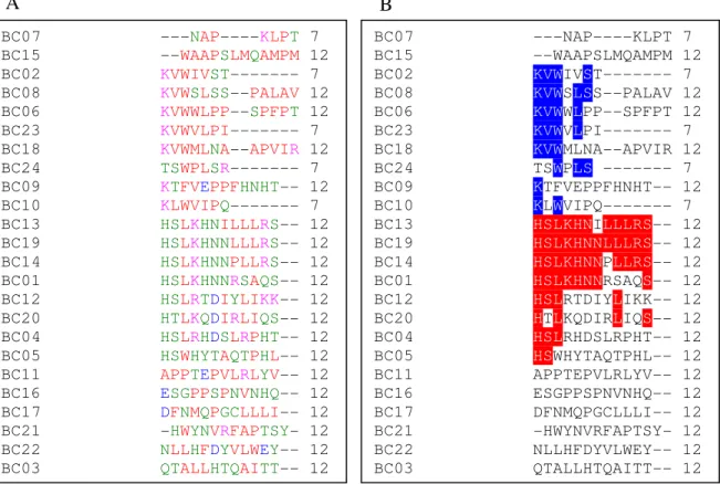 Figura 2: Alinhamento dos peptídeos selecionados por Clustal W. A: vermelho: aminoácidos  hidrofóbicos, incluindo aromáticos; azul: ácidos; rosa: básicos; verde: Hydroxila+ Amina +  Basica B: Motivos em comum entre os clones selecionados