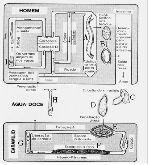 Figura  1.  Ciclo  de  vida  do  parasito  Schistosoma  mansoni.  Durante  o  desenvolvimento,  o  parasito  sofre  profundas  modificações  morfológicas  e  bioquímicas,  passando  por  estágios  aquáticos  e  no  interior  de  seus  hospedeiros  inverteb