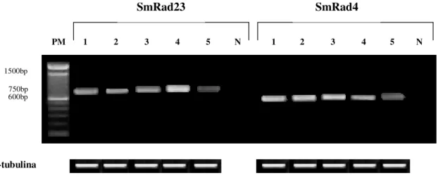 Figura  6.  Expressão  gênica  de  SmRad23  e  SmRad4  em  diferentes  fases  de  vida  de  S