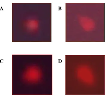 Figura  10.  Fotomicrografia  do  DNA  normal  (grupo  controle  e  grupo  tratado  com  colchicina)  representada  respectivamente  em  (A)  e  (C),  e  do  DNA  lesado  (grupo  tratado  com H 2 O 2  e grupo tratado com TMA) demonstrada respectivamente em