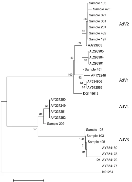 Fig.  2:  Phyl ogenetic  tree  referring  to  parti al  nucleoti de  sequences  of  the  adenovirus  hexon  gene  built  wi th the  program  MEGA 3.1  by neighbor-joining  method