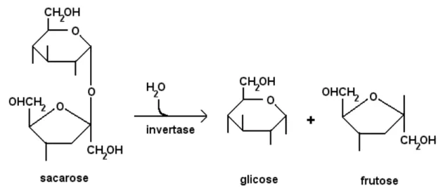 Figura  2.2  –   Reação  de  hidrólise  de  sacarose  com  formação  de  glicose  e  frutose