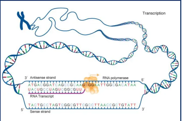 Figure 1. Basic scheme of the transcription process. (National Human Genome Research Institute  (NHGRI); www.genome.gov) 