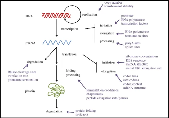 Figure 3. Representation of factors influencing protein expression. [2] 