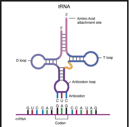 Figure 4. tRNA Cloverleaf Structure. (NHGRI; www.genome.gov) 