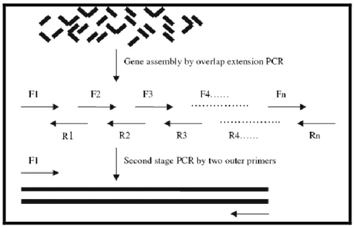 Figure 6. Schematic diagram of PCR-based two-step gene synthesis. Adapted from [48]. 