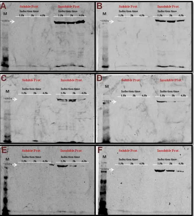 Figure 10. Western blots of soluble and insoluble protein fractions of six Pf LysRSs after different  times  of  induction