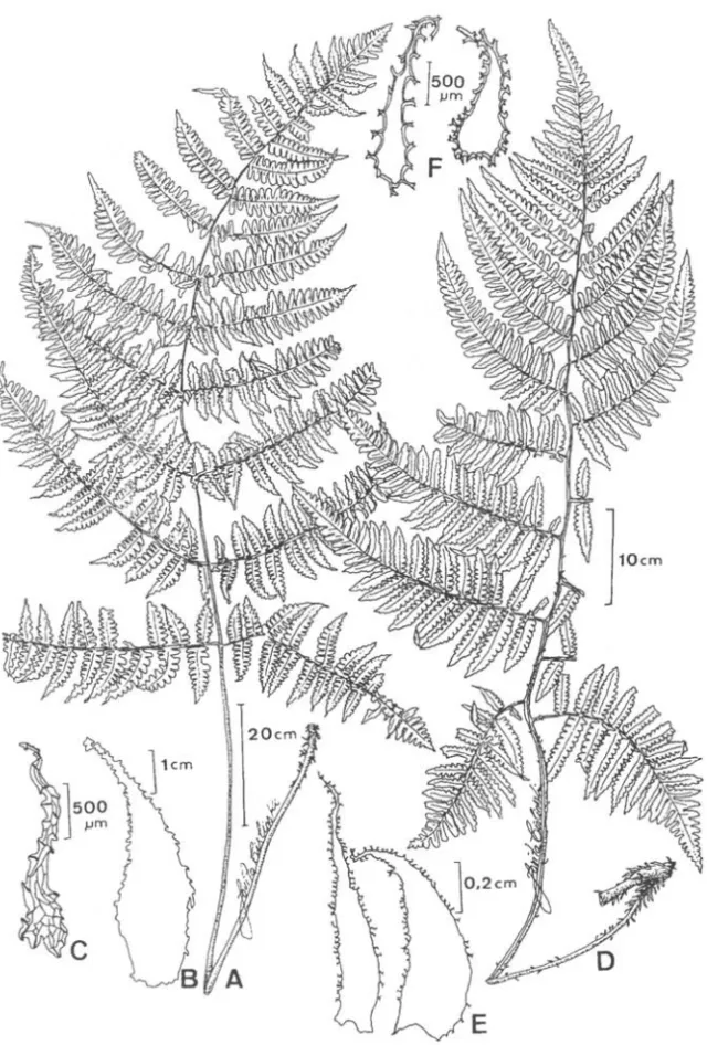 Figura 4.  A-C:  Diplaziumlep/ocarpon.  A)  Hábito; B) Escama da base do  pecíolo;  C)  Indumento da face  abaxial da lâmina: escama