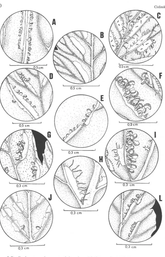 Figura 5.  Detalhe da margem das escamas da base do pecíolo das espécies estudadas de Diplazium:  A) D