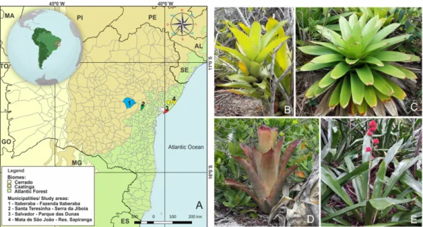 Figure 1.  Map of study area, showing the four municipalities in Bahia State, Brazil (A) and the bromeliads studied: Aechmea cf