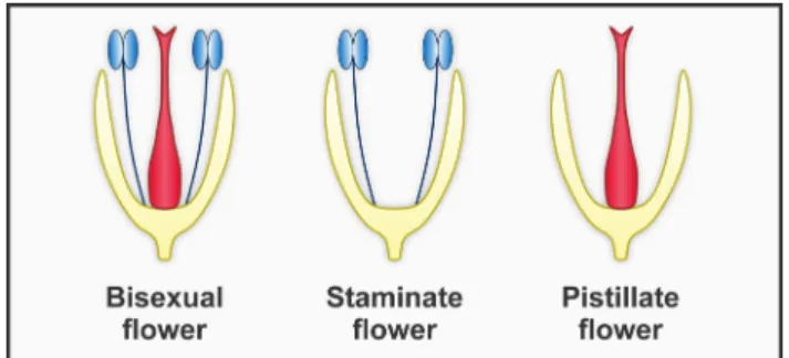 Figure 2.  Flower-level sexual expression of angiosperms showing  bisexual and unisexual (staminate and pistillate) flowers