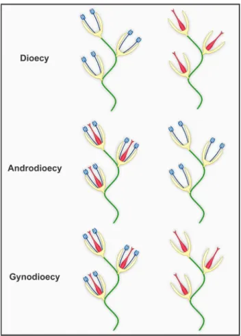 Figure 4.  Population-level sexual expression of angiosperms  showing the different types of individuals found on each system  (including dioecy, androdioecy, gynodioecy; see also Fig