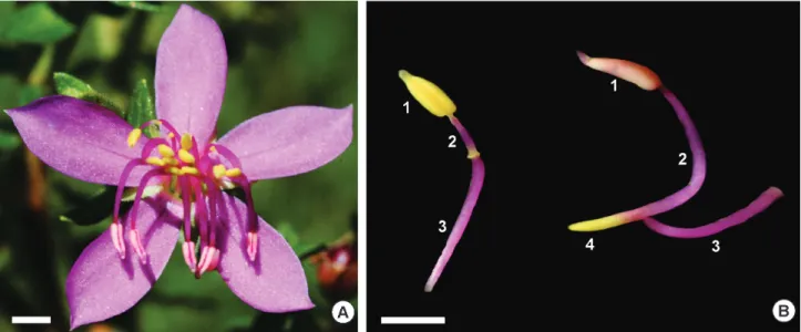 Figure 1.  Microlicia cordata. A. Front view of a flower showing the presence of two morphological types of stamens; B