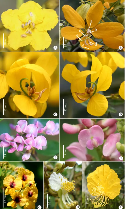 Figure 2.  Floral traits of eight melittophilous Leguminosae tree species, in the Atlantic Forest in Southeast Brazil
