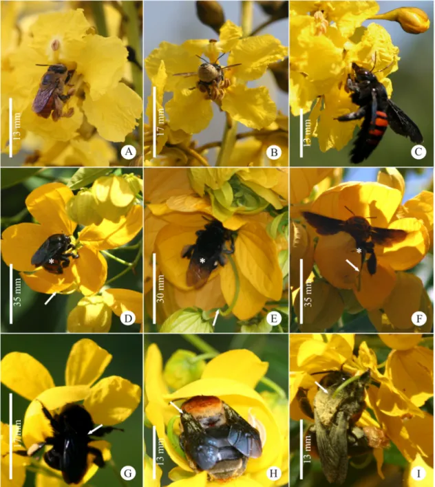 Figure 3.  Pollinators and visitors of melittophilous Caesalpinioideae tree species in the Atlantic Forest in Southeast Brazil