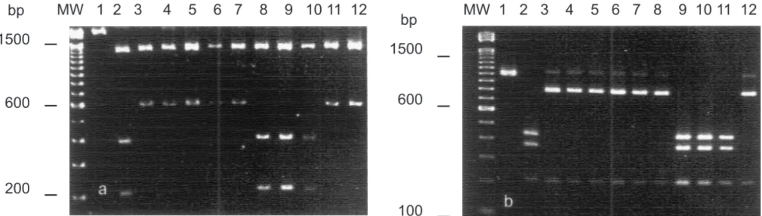 Figure 1. RFLP-PCR of the ipaB genes digested with SalI (a) and ipaD with HindII (b) of different serotypes of EIEC strains