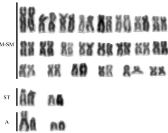 Figure 3 - Karyotypes of Prata river Hoplerythrinus unitaeniatus with 2n = 51 chromosomes, showing distinct structures (a-c)