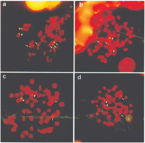 Figure 1 - Fluorescence in situ hybridization (FISH) Astyanax altiparanae metaphases showing the chromosomal location of 18S rDNA sites in popula- popula-tions from the Keçaba stream (a), Paraná river (b), Tatupeba stream (c) and Maringá stream (d)