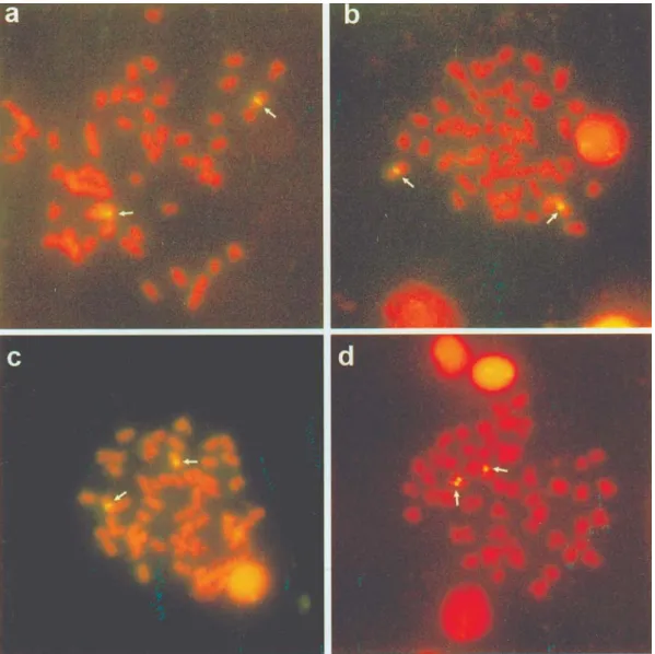 Figure 2 - Fluorescence in situ hybridization (FISH) Astyanax altiparanae metaphases showing the chromosomal location of 5S rDNA sites in popula- popula-tions from the Maringá stream (a), Paraná river (b), Keçaba stream (c) and Tatupeba stream (d)