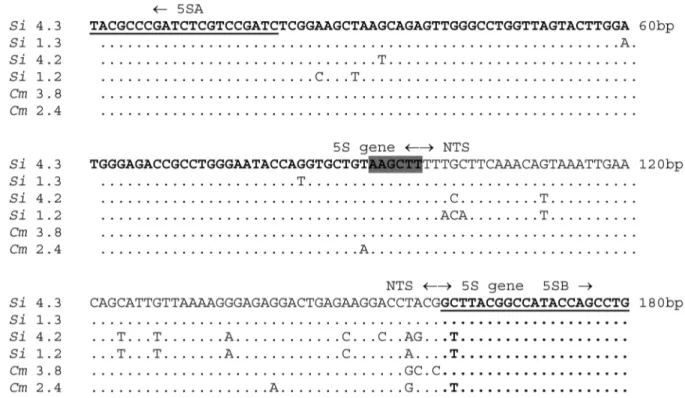 Figure 1 - Alignment of 5S rDNA sequences of Steidachnerina insculpta (Si), and Cyphocharax modesta (Cm)