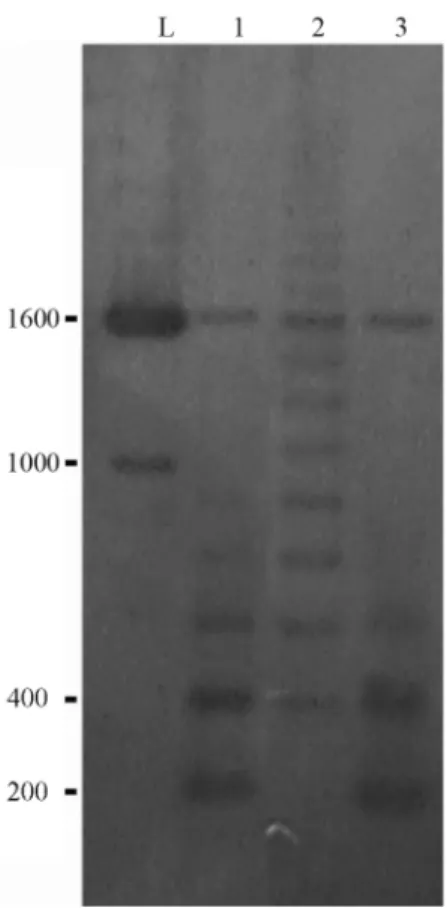 Figure 3 - 5S rDNA fluorescence in situ hybridization of metaphase chromosome spreads of (a) Steindachnerina insculpta and (b) Cyphocharax modesta.
