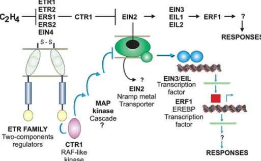 Figure 2 - Genetic interactions and biochemical identities of the ethylene signal transduction pathway components (from Bleecker and Kende, 2000).